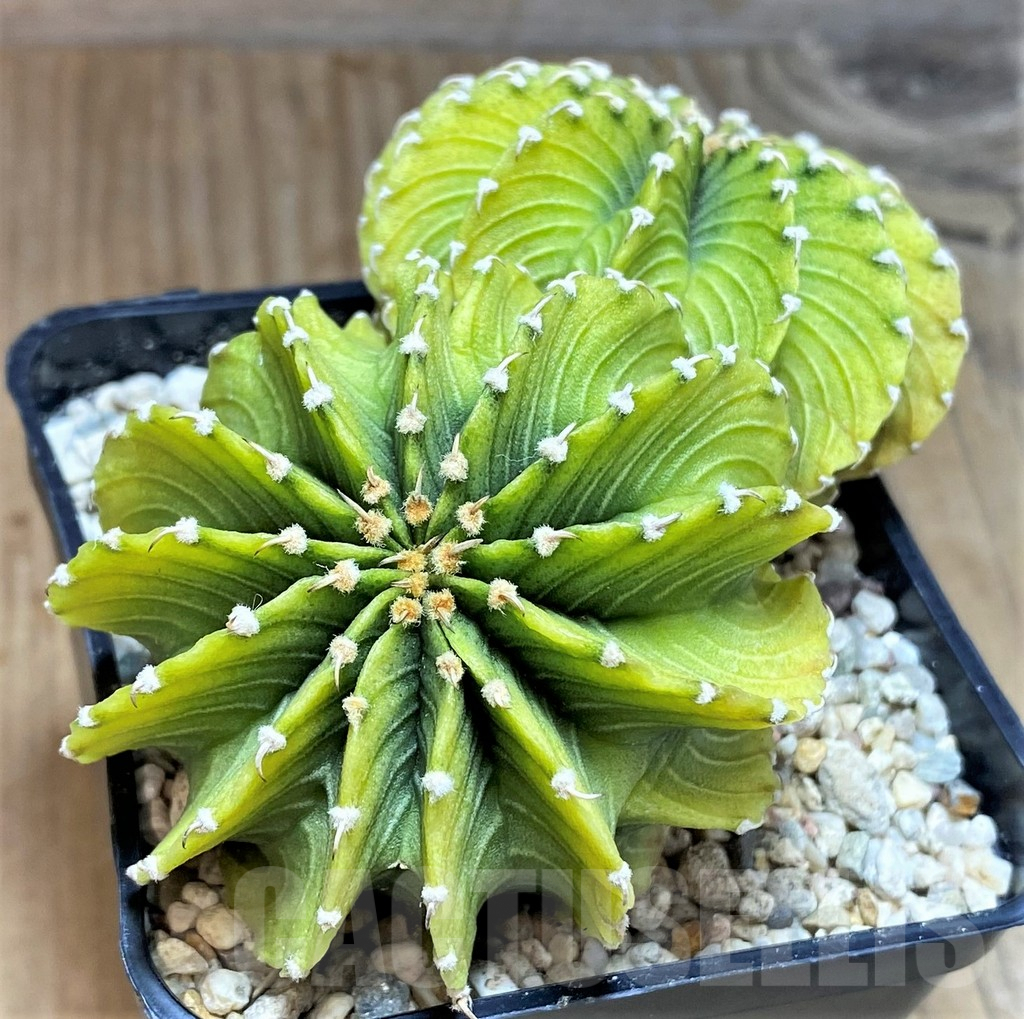 SHPR39626 Gymnocalycium friedrichii LB ‘Lime green’, seedling