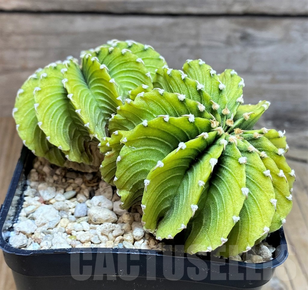 SHPR39626 Gymnocalycium friedrichii LB ‘Lime green’, seedling - 画像 (2)