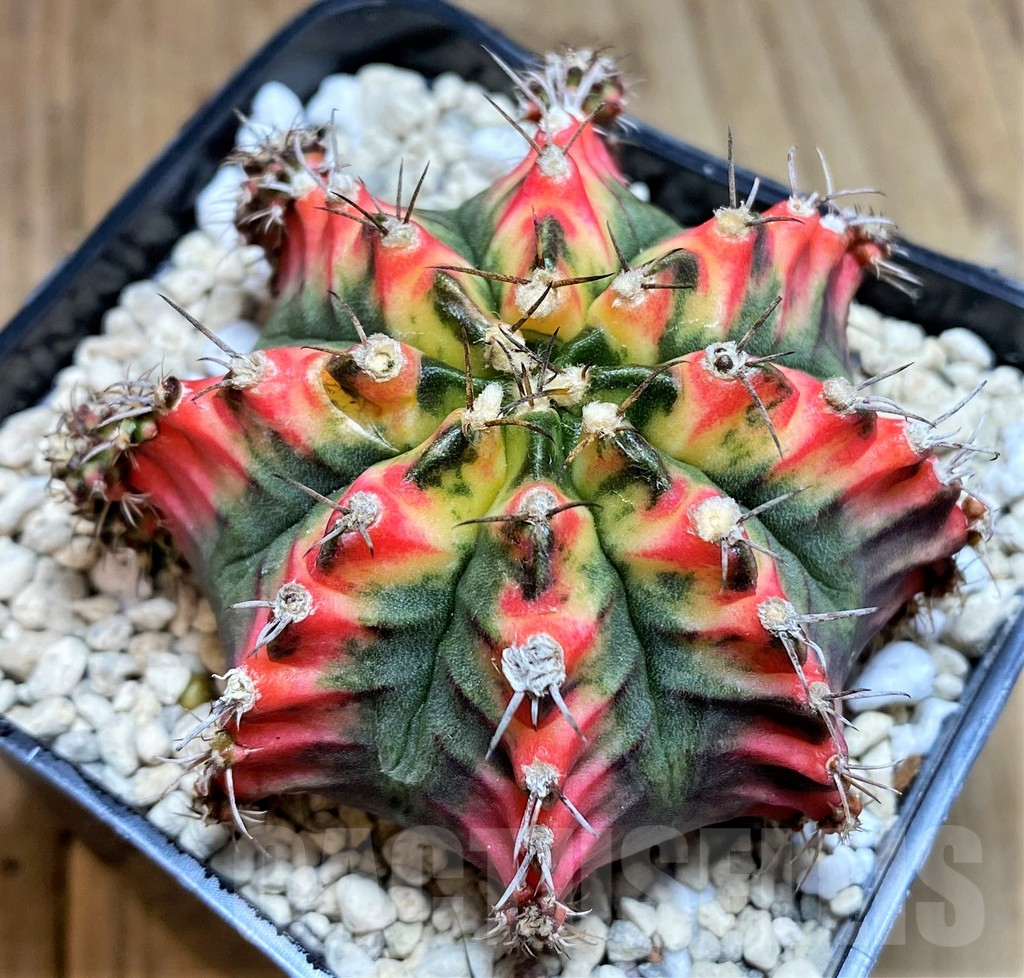 SHPR39627 Gymnocalycium mihanovichii ‘Multicolor’ - 画像 (2)