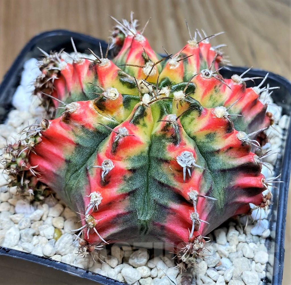 SHPR39627 Gymnocalycium mihanovichii ‘Multicolor’