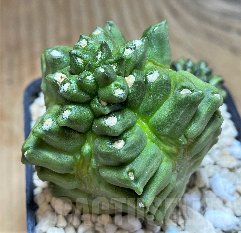 SHPR39629 Gymnocalycium mihanovichii ‘Transformer’