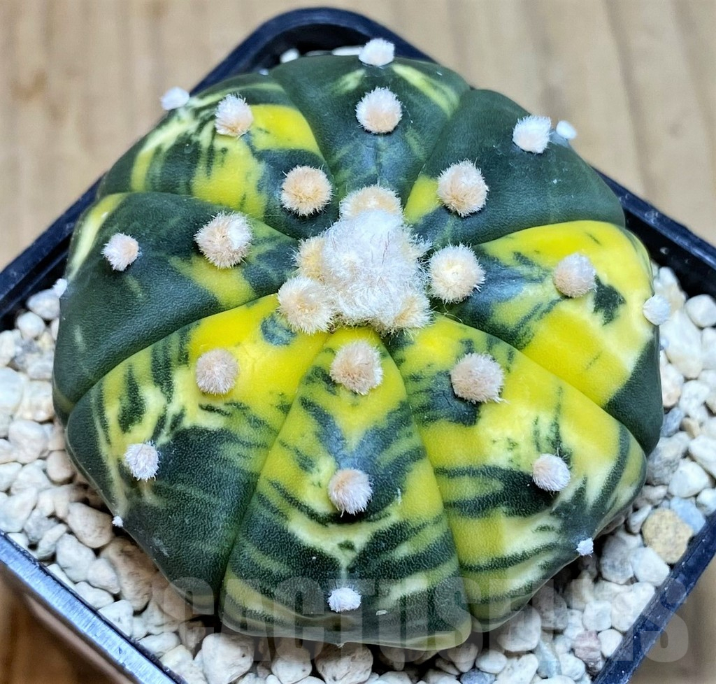 SHPR39630 Astrophytum asterias f. variegata