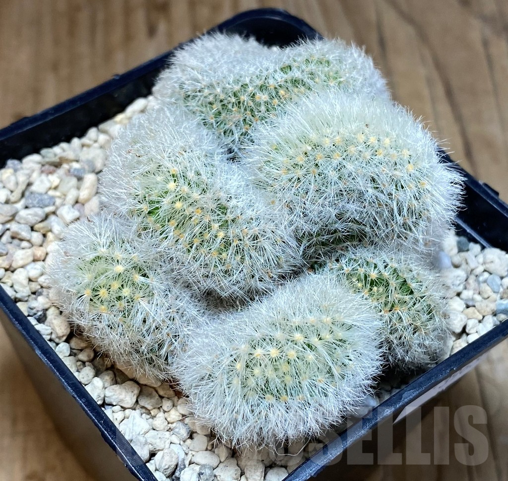 SHPR39635 Mammillaria laui f. cristata