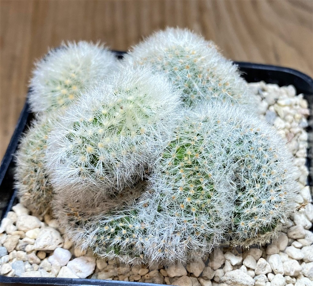 SHPR39635 Mammillaria laui f. cristata - immagine 2