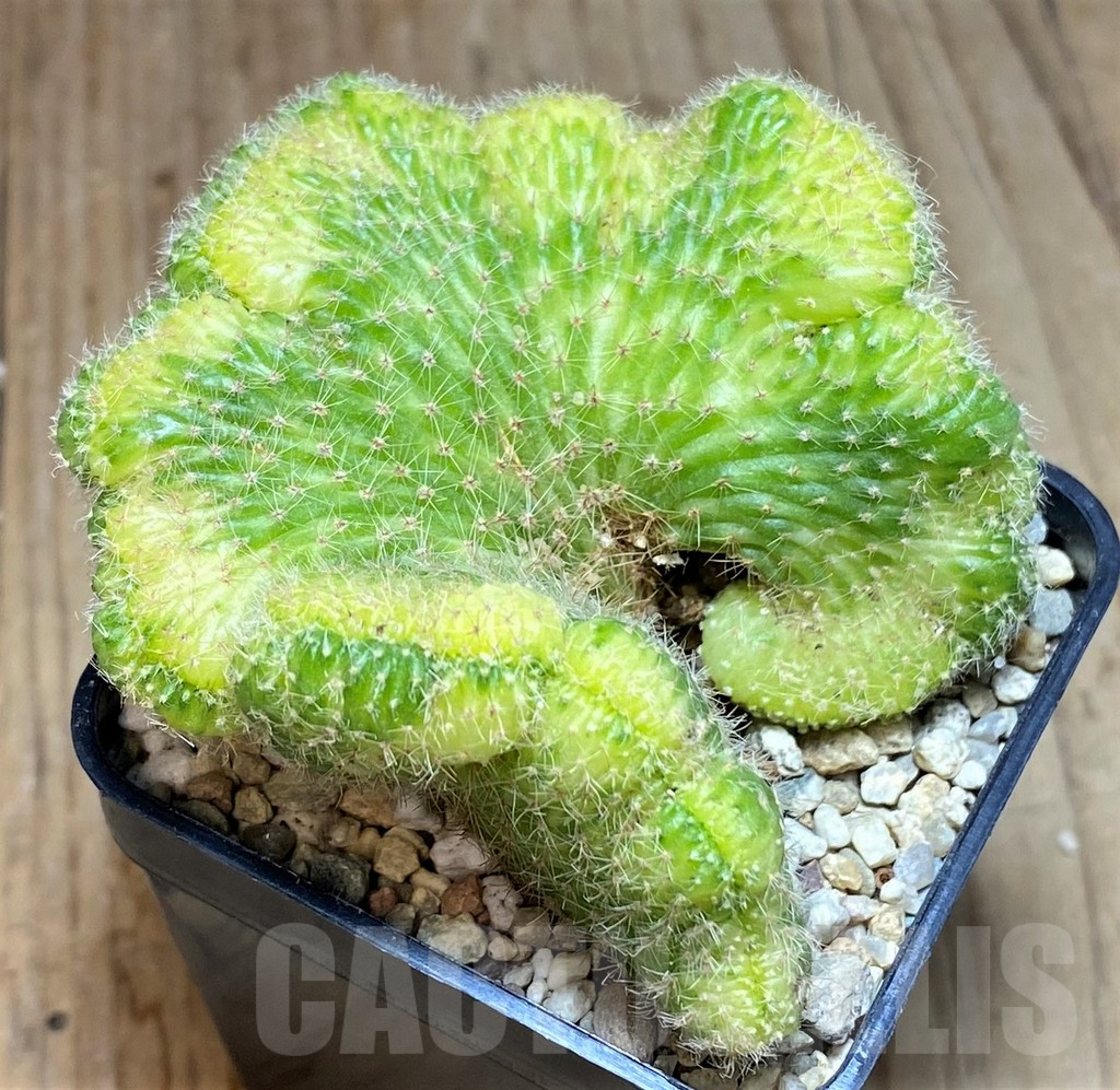 SHPR39636 Cleistocactus winteri f. variegata cristata