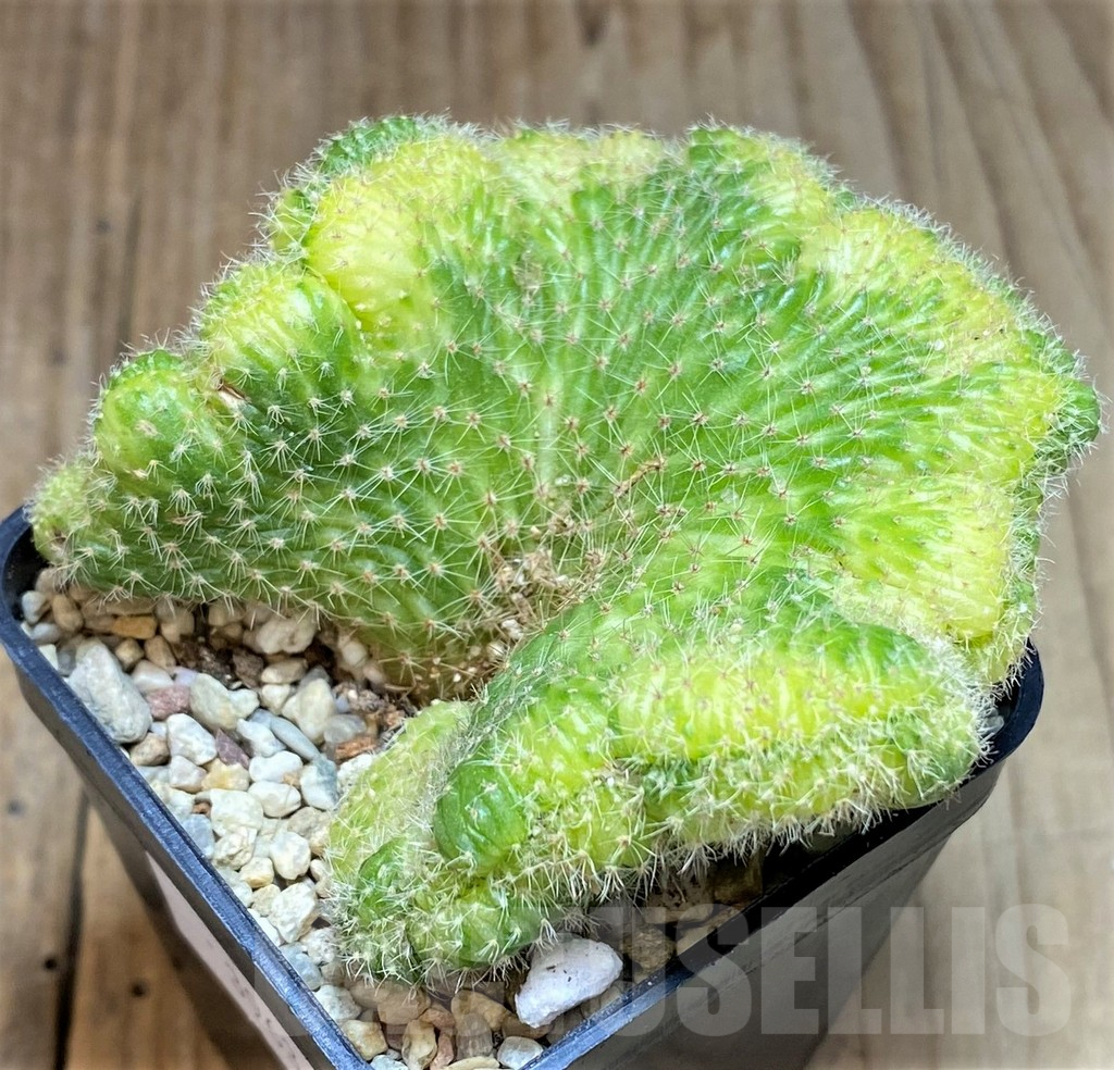 SHPR39636 Cleistocactus winteri f. variegata cristata - immagine 2