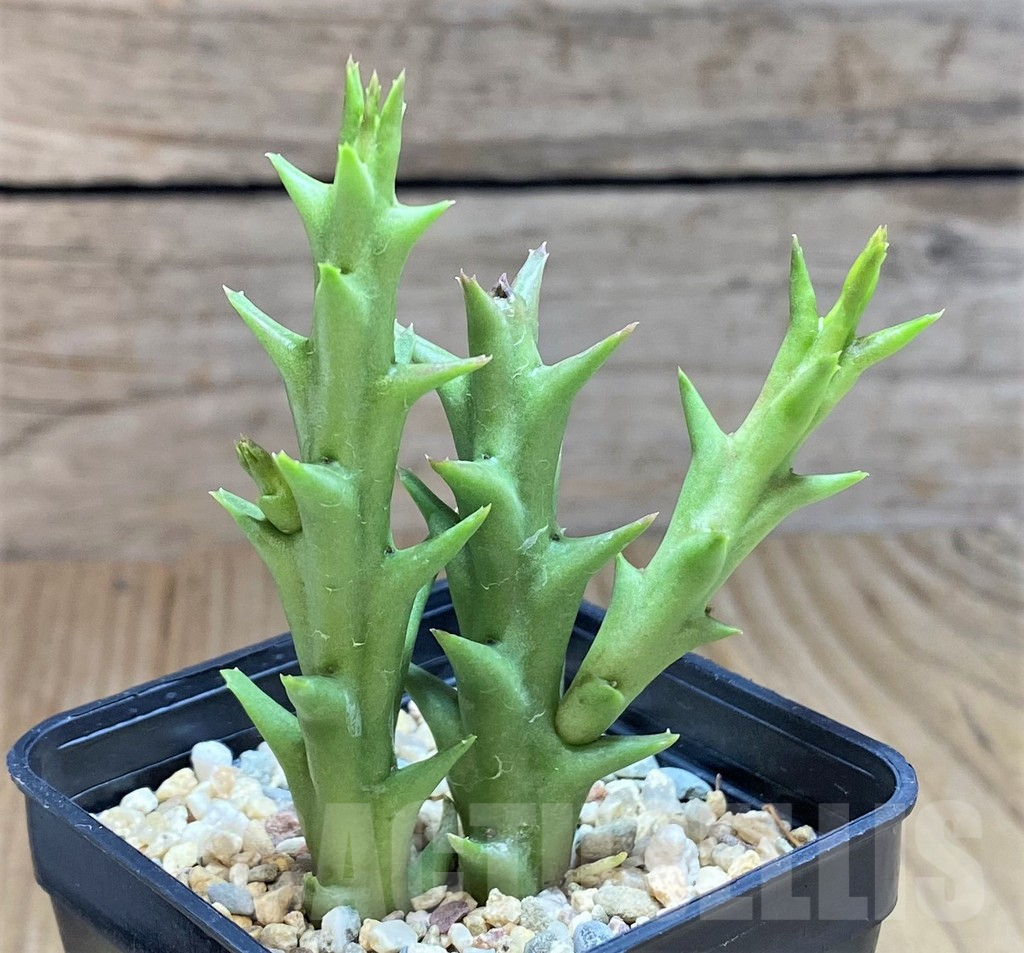 SHPR39588 Orbea speciosa -Golden clone- - Image 2