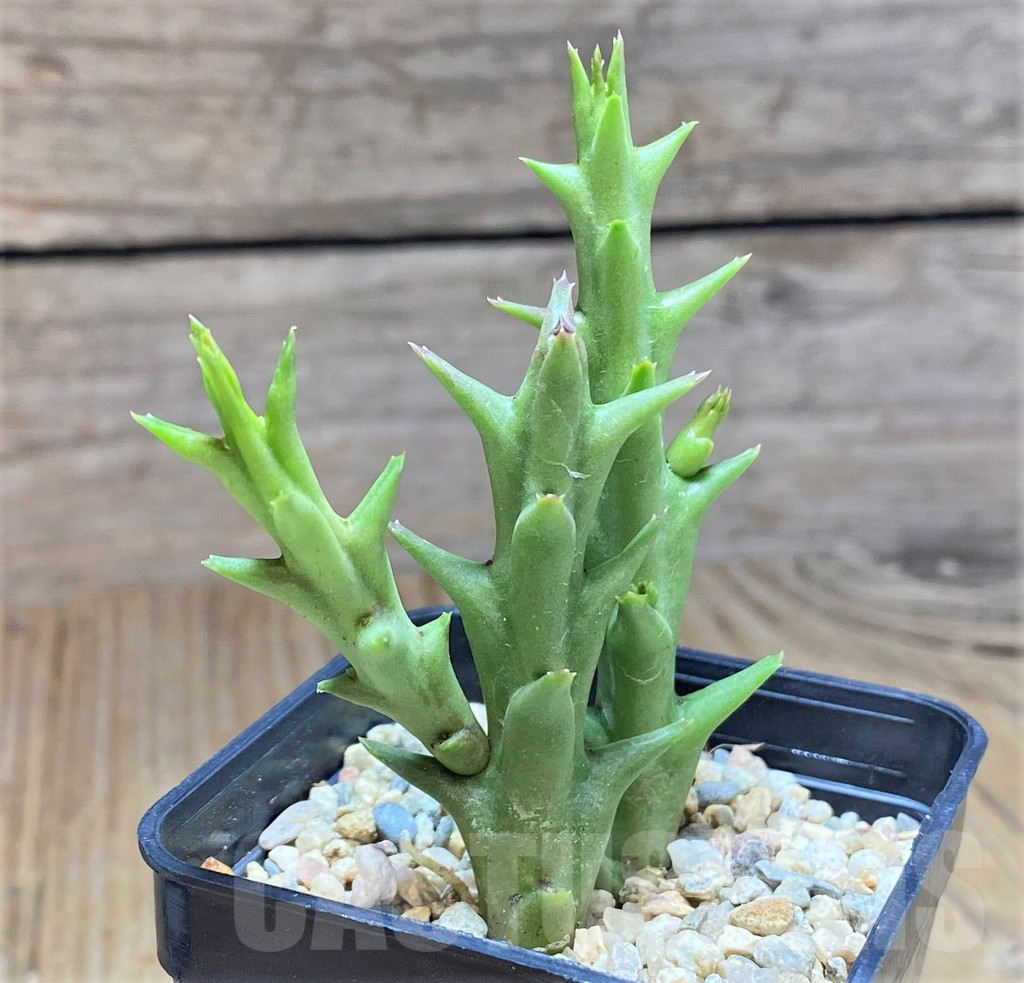 SHPR39588 Orbea speciosa -Golden clone- - Image 3