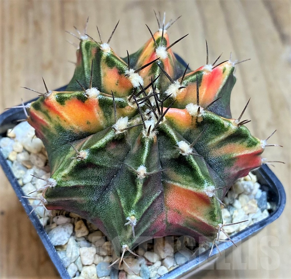 SHPR39593 Gymnocalycium mihanovichii f. variegata, seedling