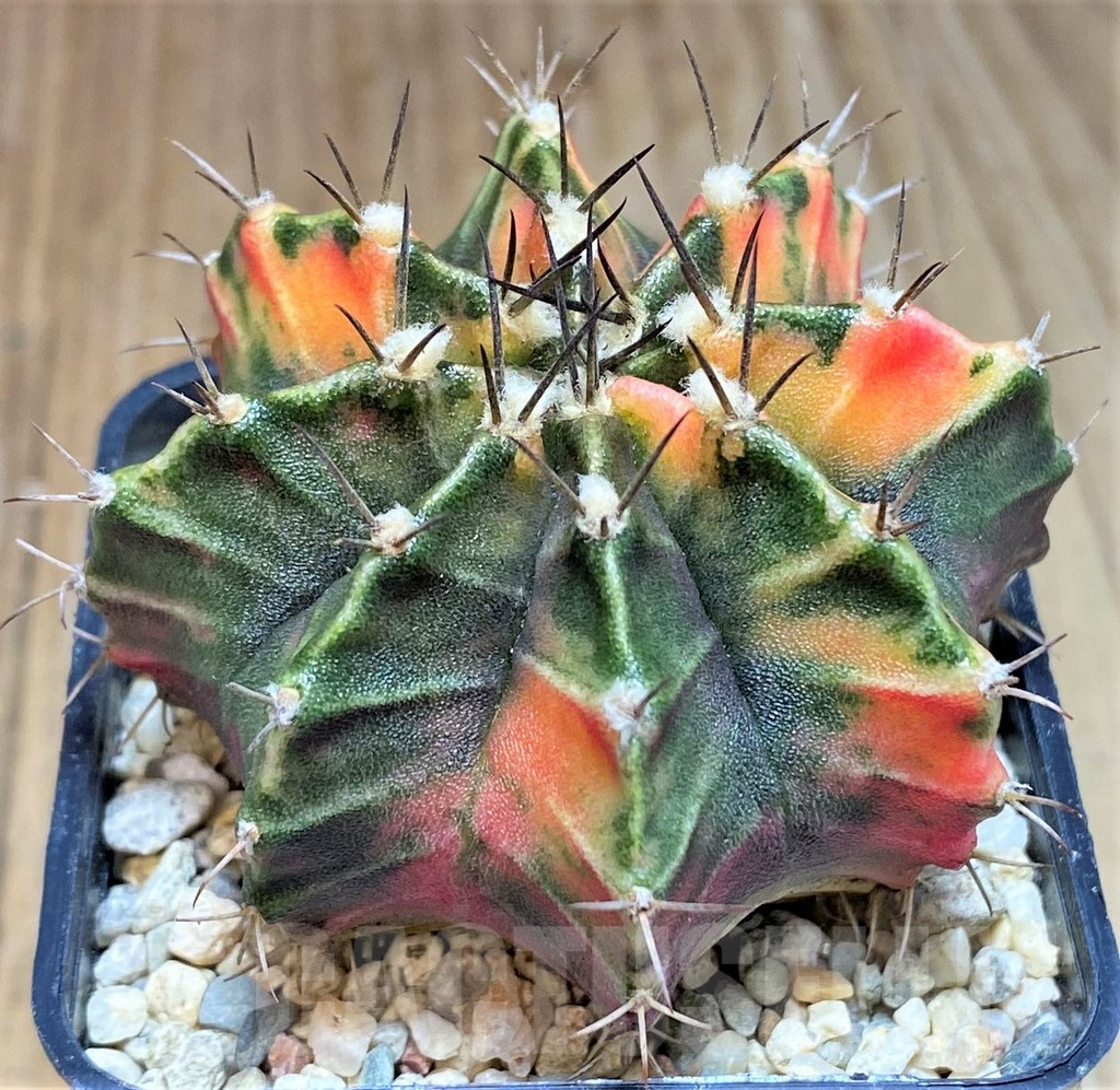 SHPR39593 Gymnocalycium mihanovichii f. variegata, seedling - Image 2