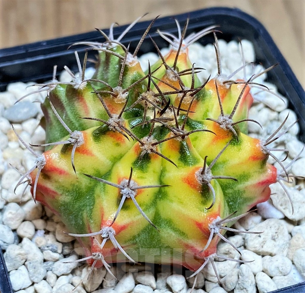 SHPR39708 Gymnocalycium mihanovichii 'Multicolor' - Image 2