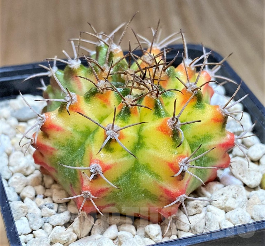 SHPR39708 Gymnocalycium mihanovichii 'Multicolor'