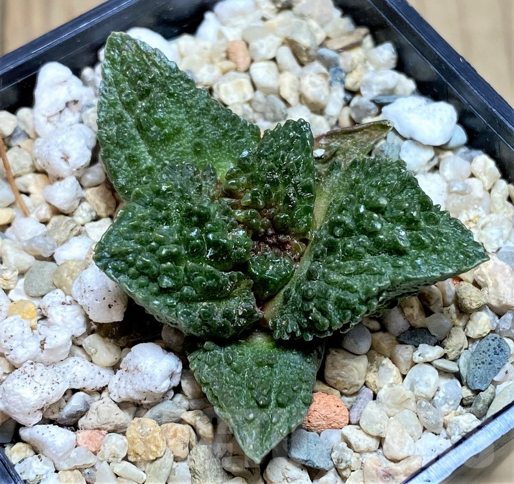 SHPR39585 Ariocarpus fissuratus ‘Godzilla’ hybrid, seedling - Зображення 2