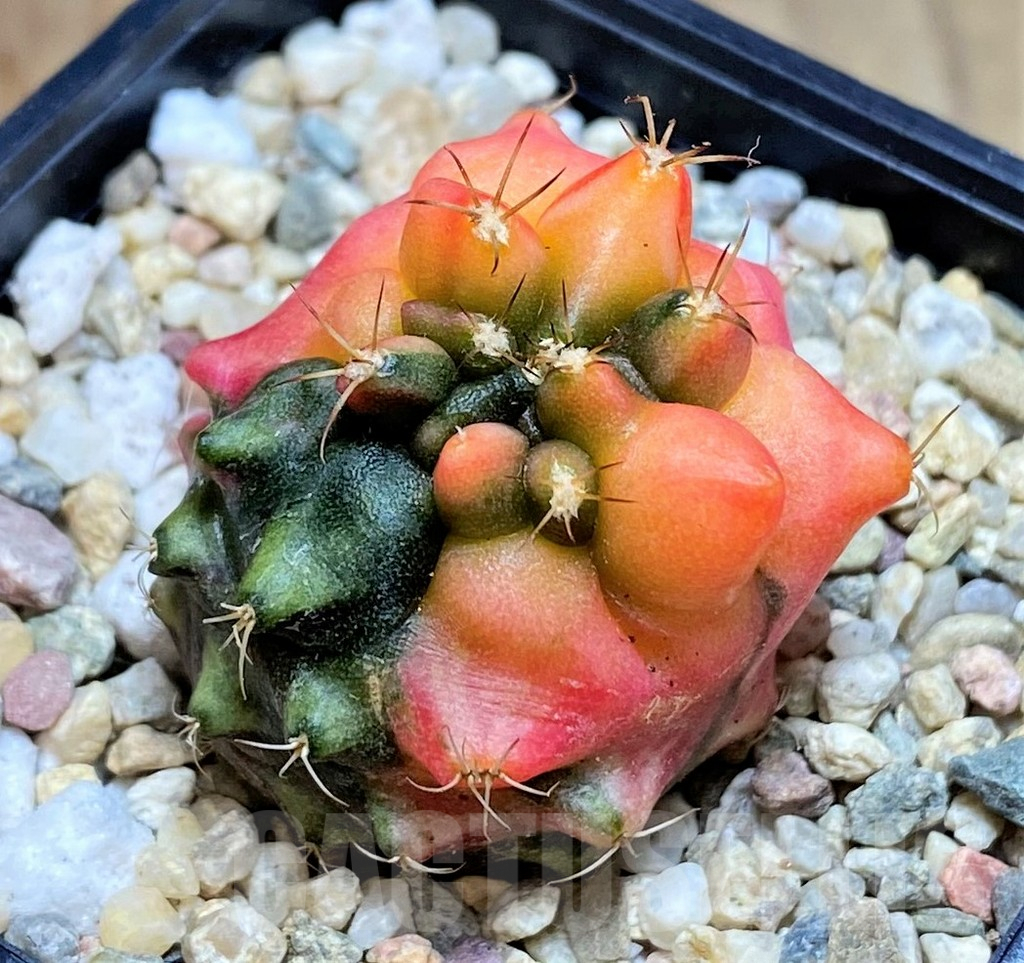 SHPR39608 Gymnocalycium mihanovichii ‘Transformer’ f. variegata hybrid, seedling