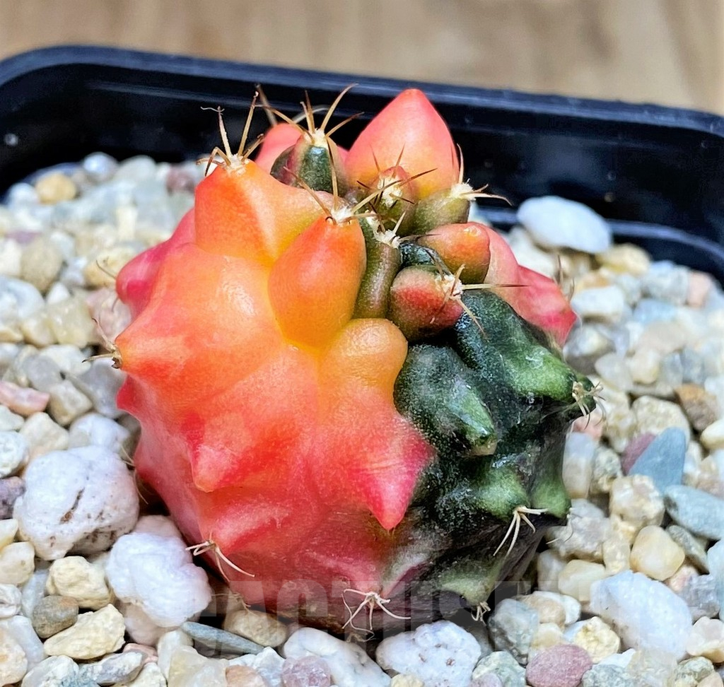 SHPR39608 Gymnocalycium mihanovichii ‘Transformer’ f. variegata hybrid, seedling - Зображення 2