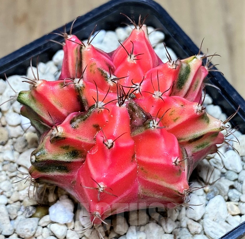 SHPR39610 Gymnocalycium mihanovichii f. variegata ‘Red selection’, seedling