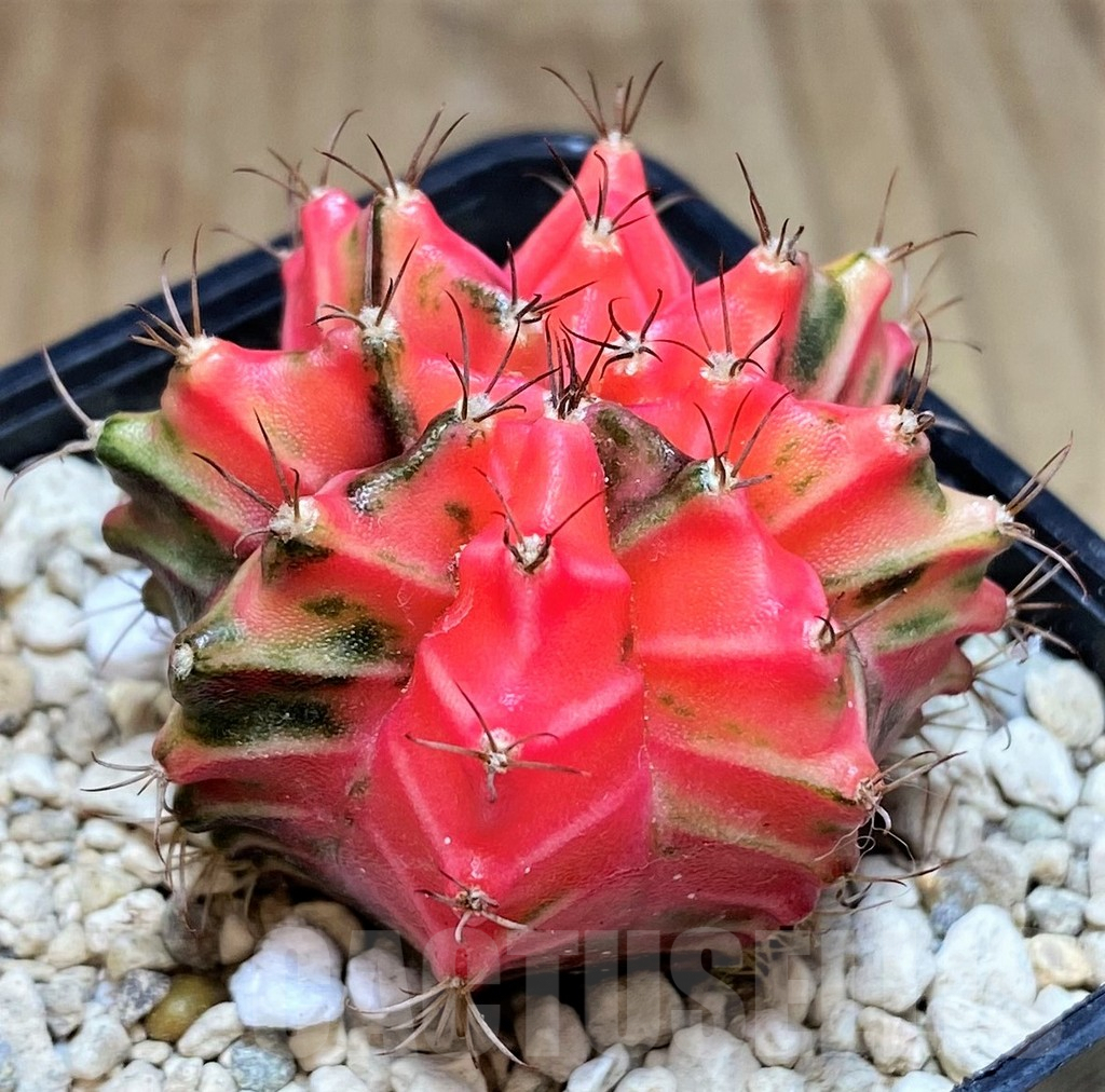 SHPR39610 Gymnocalycium mihanovichii f. variegata ‘Red selection’, seedling – Image 2