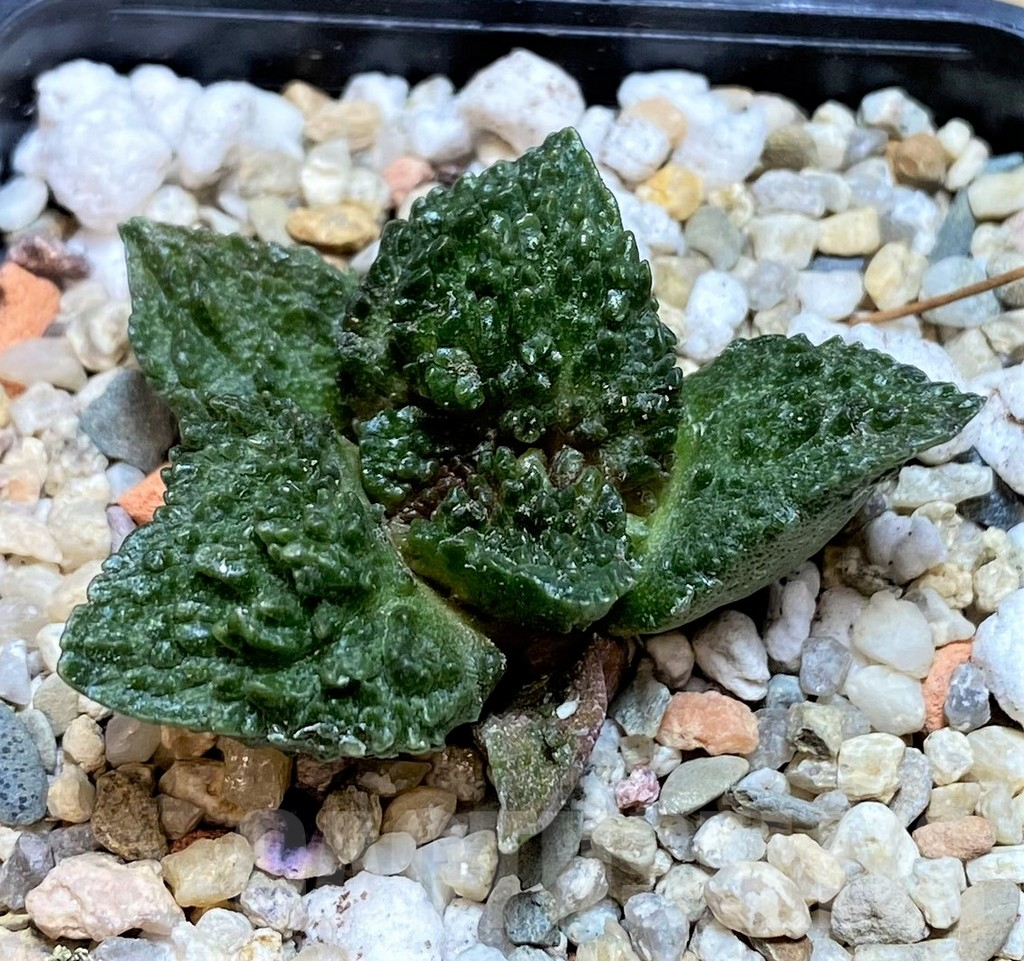 SHPR39585 Ariocarpus fissuratus ‘Godzilla’ hybrid, seedling