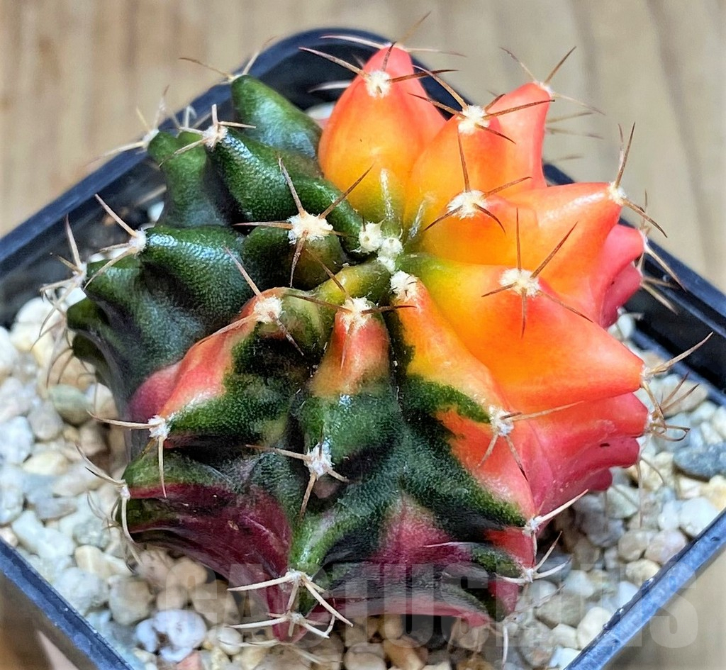 SHPR39612 Gymnocalycium mihanovichii ‘Transformer’ f. variegata hybrid, seedling - Image 2