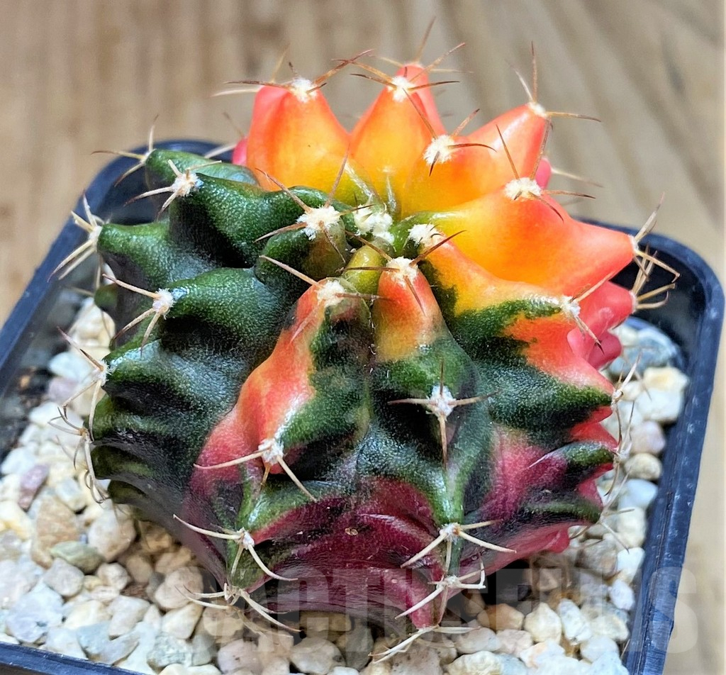 SHPR39612 Gymnocalycium mihanovichii ‘Transformer’ f. variegata hybrid, seedling