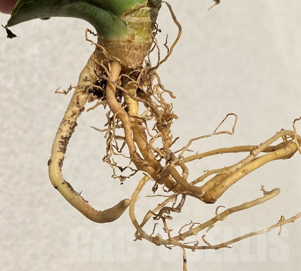 SHPR39085 Sansevieria ‘Hobbit’ hybrid - Image 3