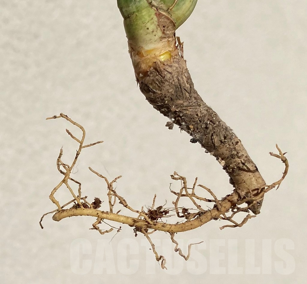 SHPR39091 Sansevieria francisii f. variegata - Зображення 3