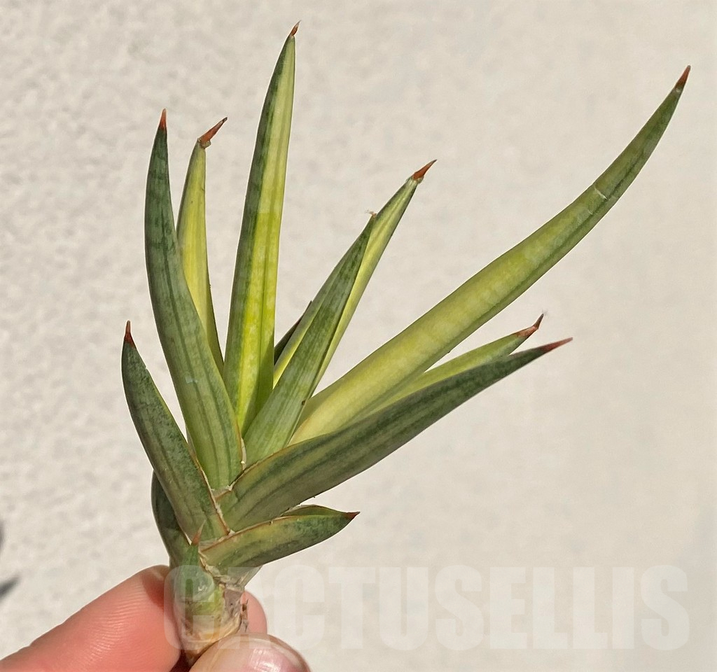 SHPR39091 Sansevieria francisii f. variegata - Зображення 2
