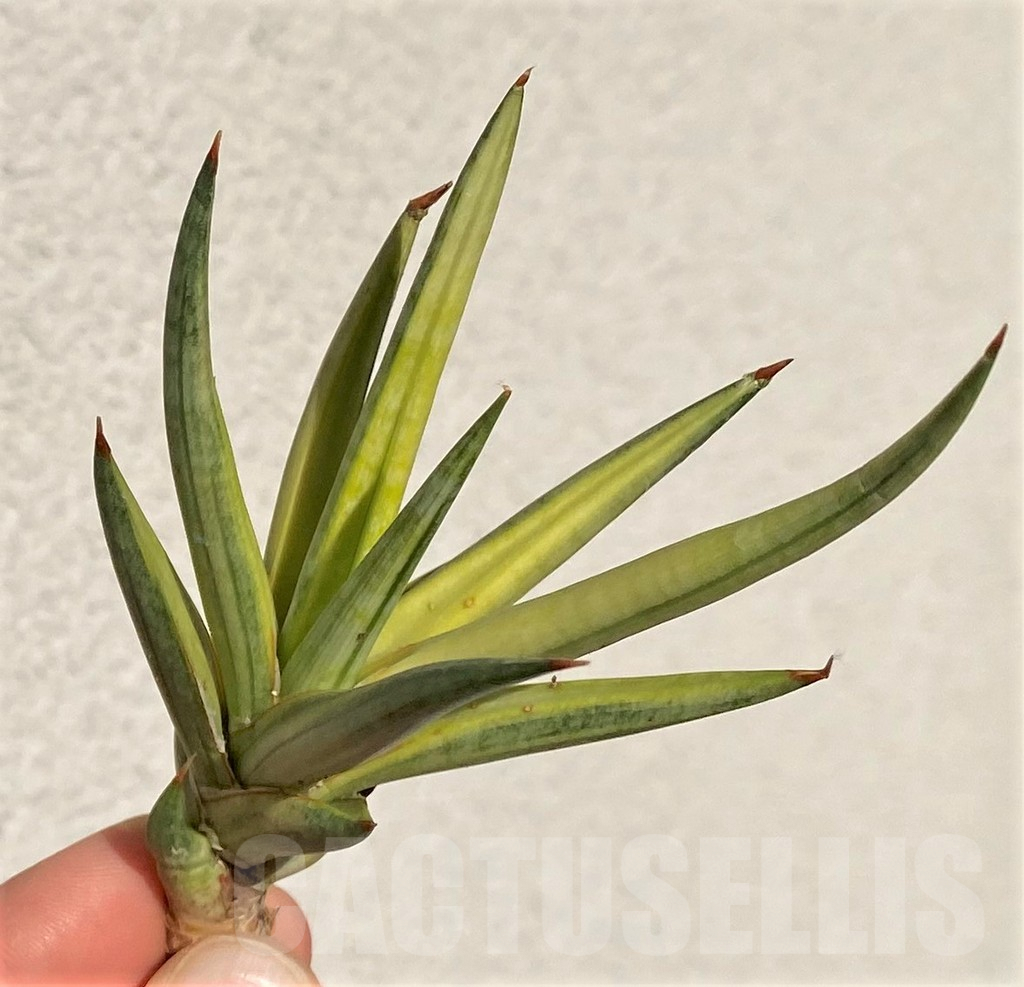 SHPR39091 Sansevieria francisii f. variegata