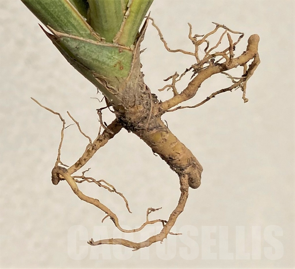 SHPR39094 Sansevieria francisii f. variegata - Image 3
