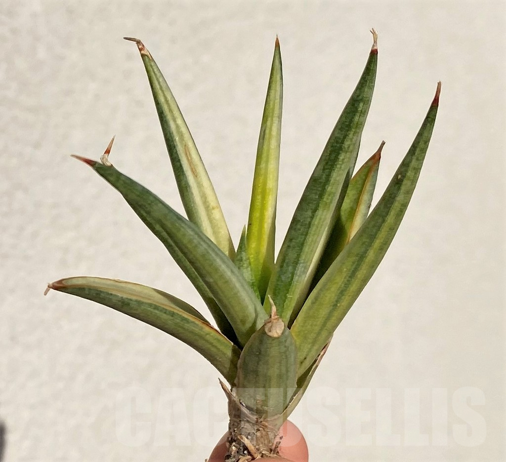 SHPR39094 Sansevieria francisii f. variegata