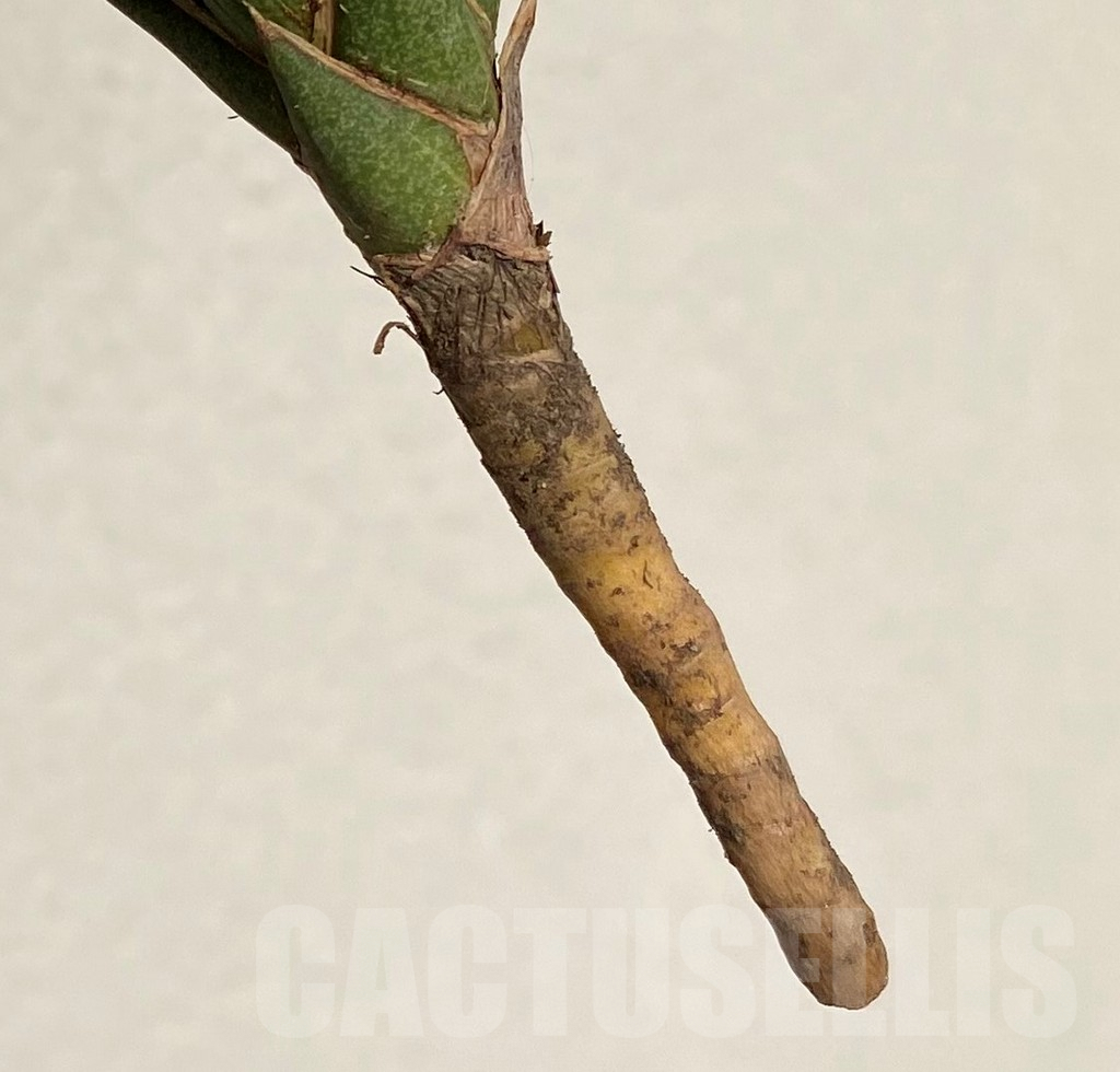 SHPR39096 Sansevieria francisii f. variegata - Image 3