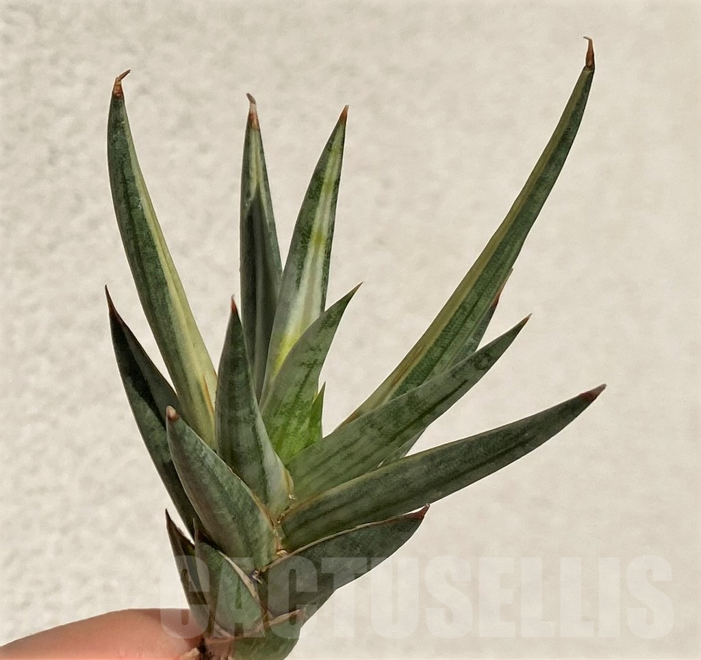 SHPR39096 Sansevieria francisii f. variegata