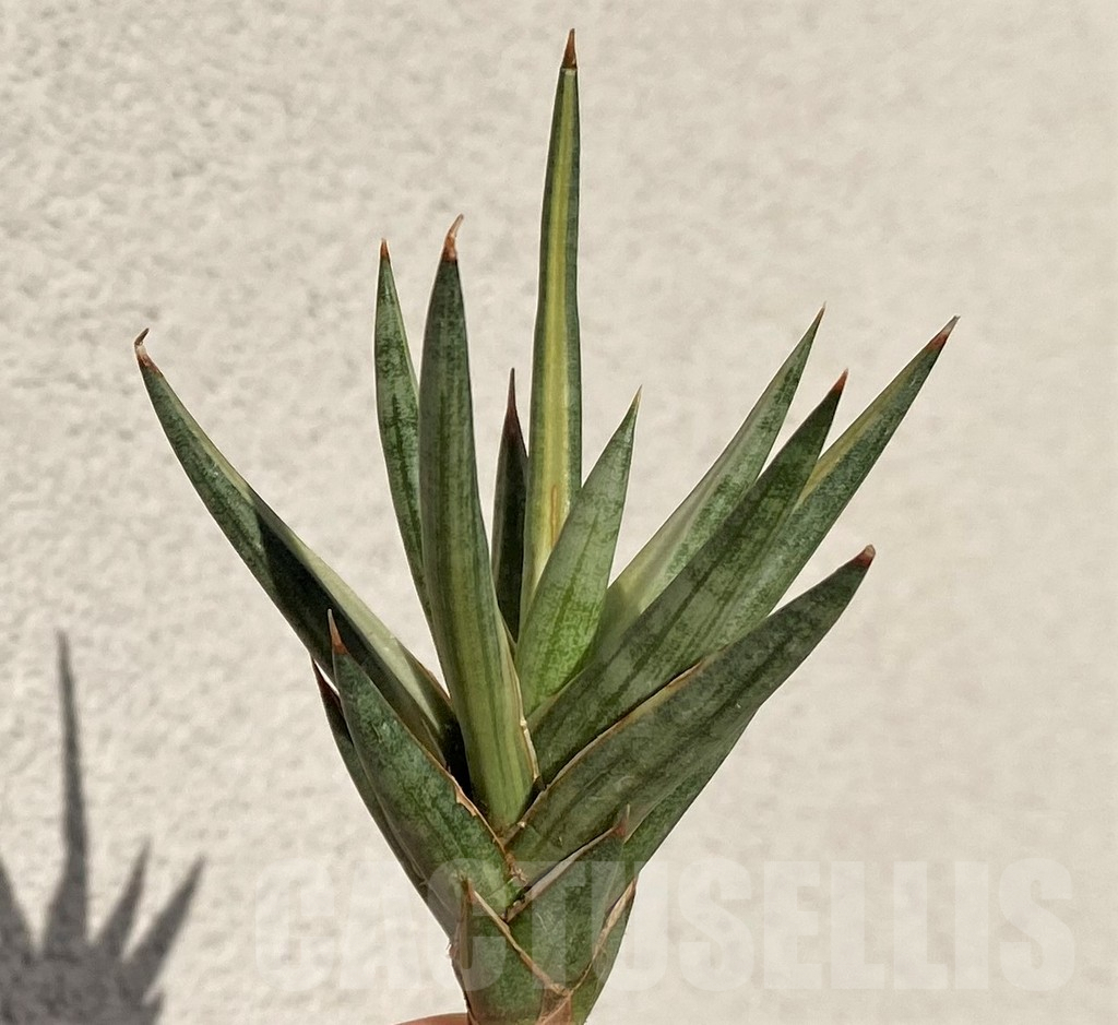 SHPR39096 Sansevieria francisii f. variegata - Image 2