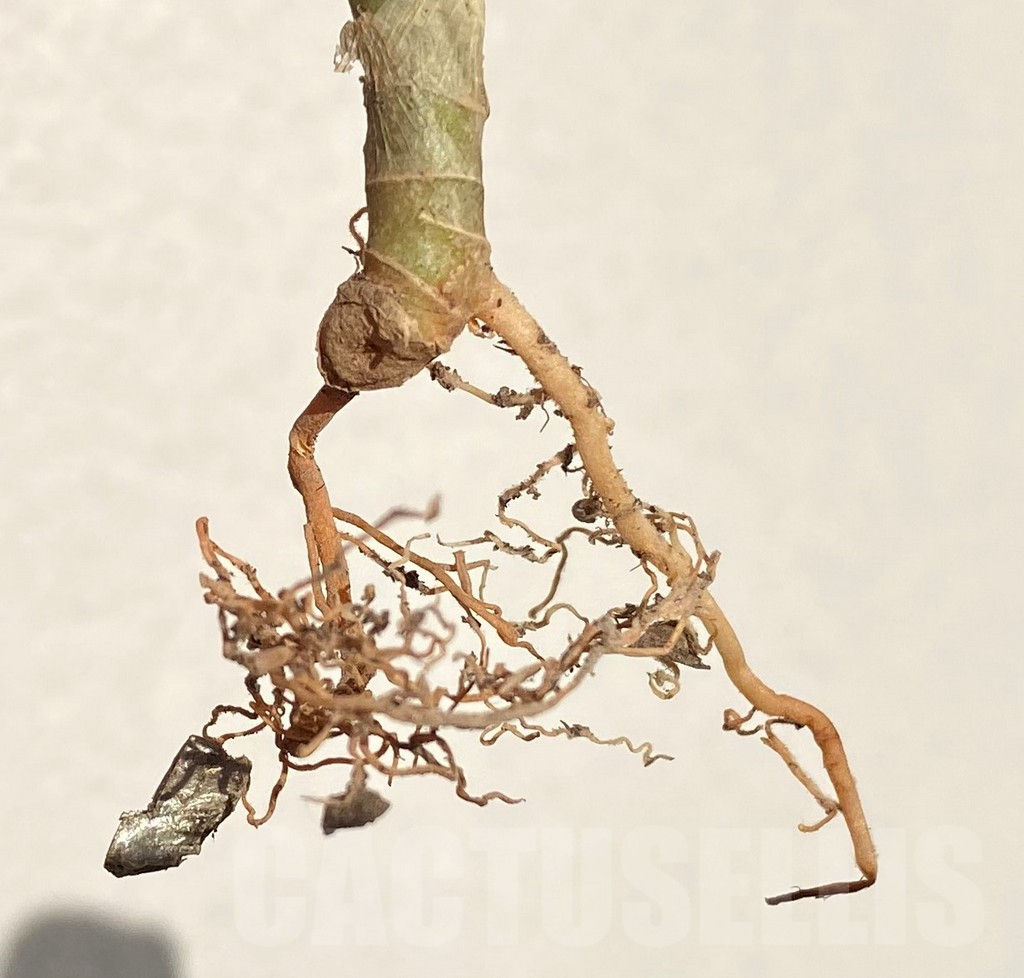 SHPR39098 Sansevieria 'Chao Phraya' hybrid - Image 3