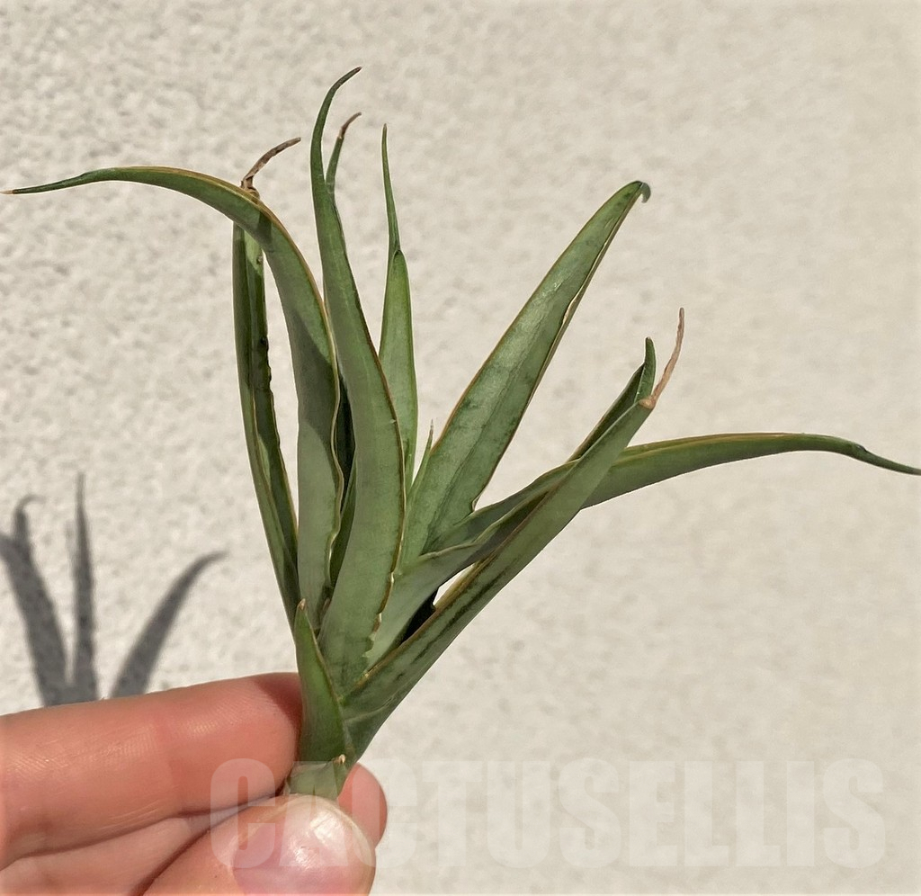 SHPR39098 Sansevieria 'Chao Phraya' hybrid - Image 2