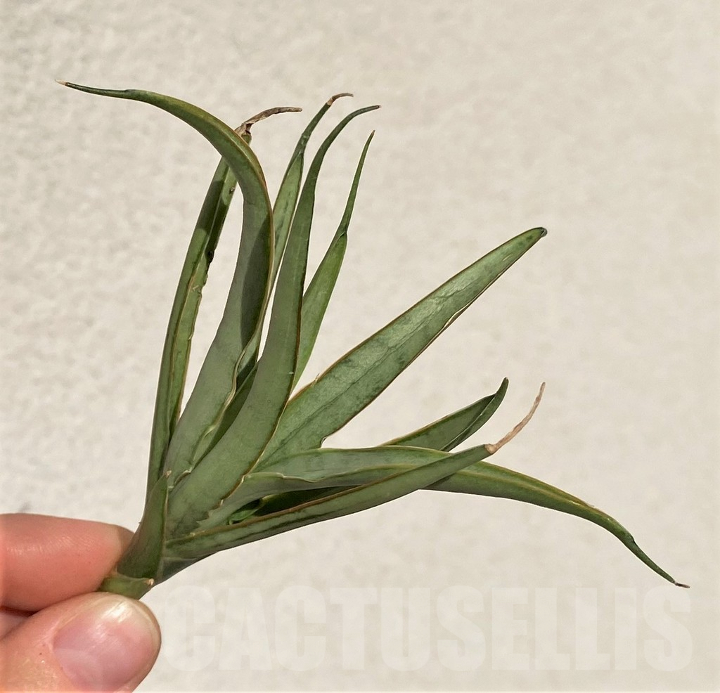 SHPR39098 Sansevieria 'Chao Phraya' hybrid