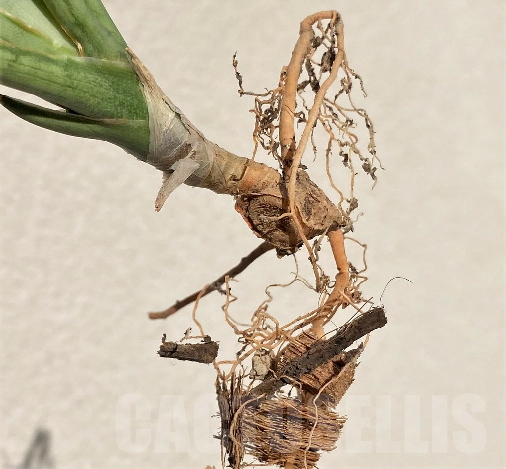 SHPR39099 Sansevieria 'Chao Phraya' hybrid - Image 3
