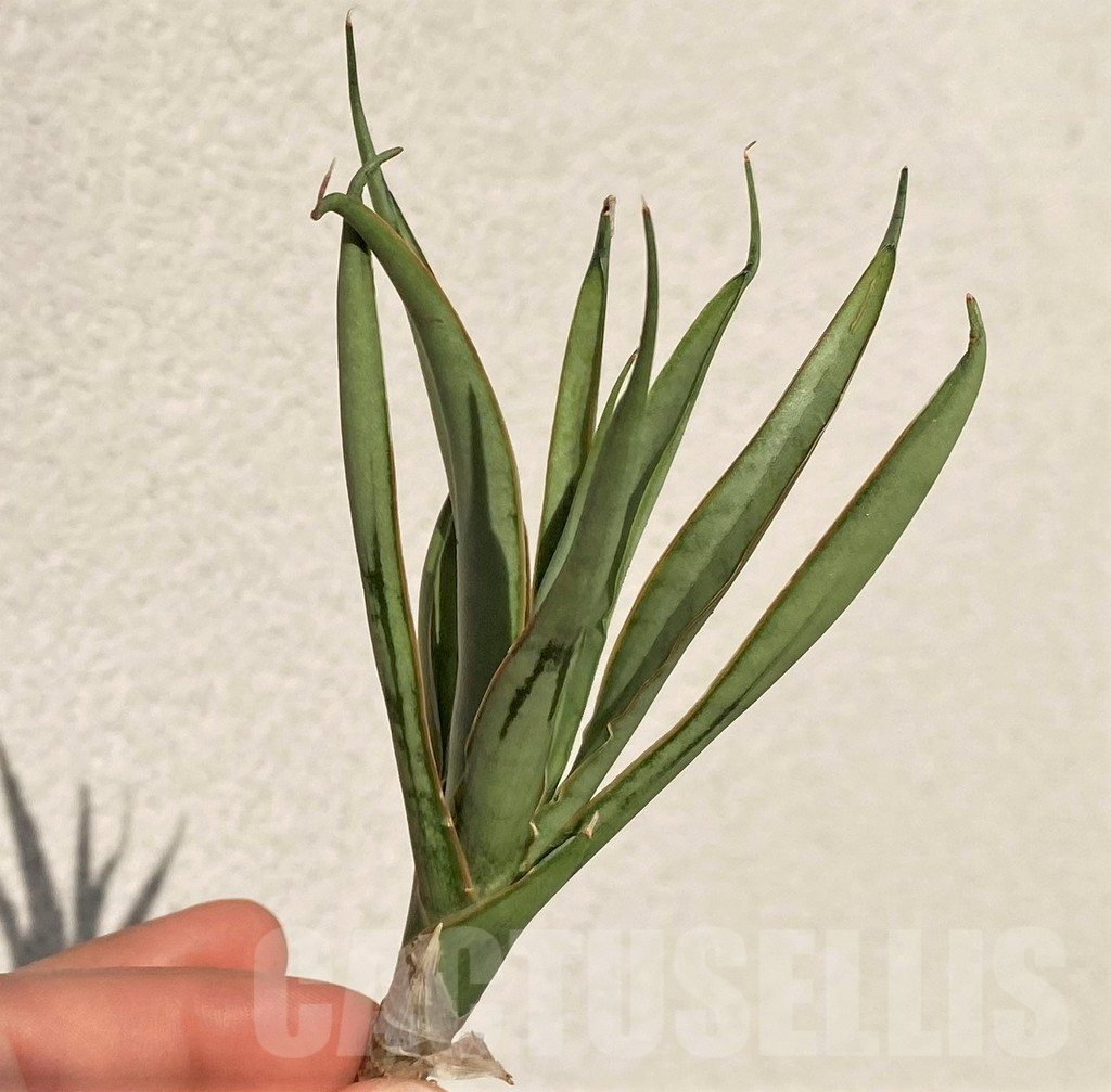 SHPR39099 Sansevieria 'Chao Phraya' hybrid - Image 2