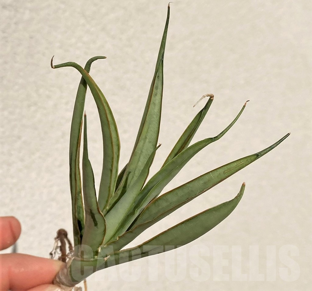 SHPR39099 Sansevieria 'Chao Phraya' hybrid