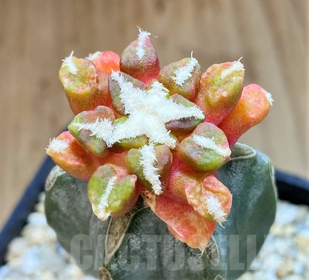 SHPR39144 Ariocarpus kotschoubeyanus hybrid f. variegata, grafted