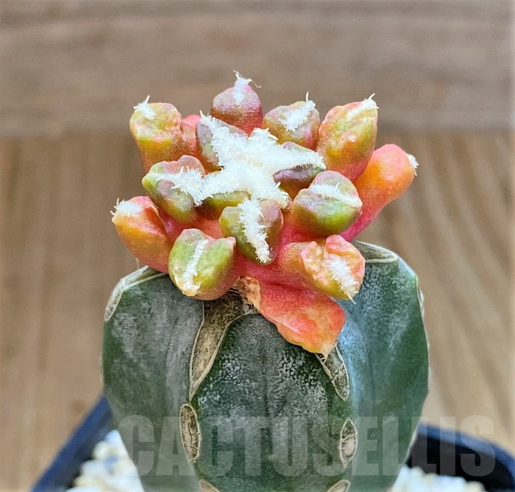 SHPR39144 Ariocarpus kotschoubeyanus hybrid f. variegata, grafted - Image 2