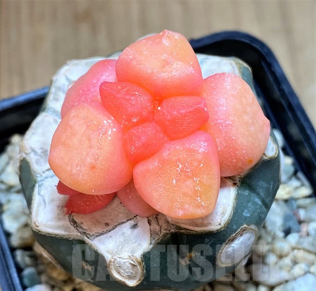 SHPR39137 Ariocarpus lloydii f. variegata, grafted