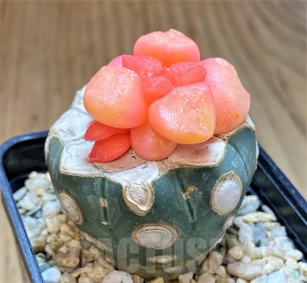 SHPR39137 Ariocarpus lloydii f. variegata, grafted - Image 2