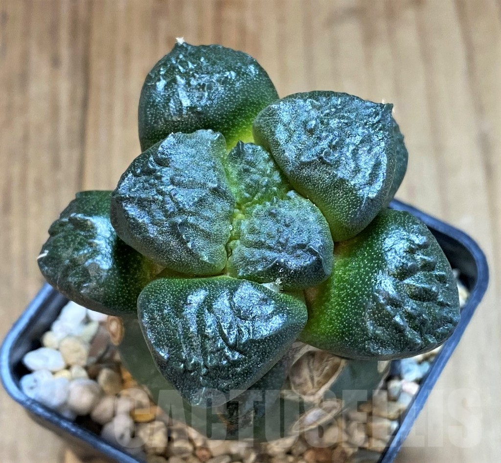 SHPR39139 Ariocarpus lloydii 'Latus' Thai form, grafted - Image 2