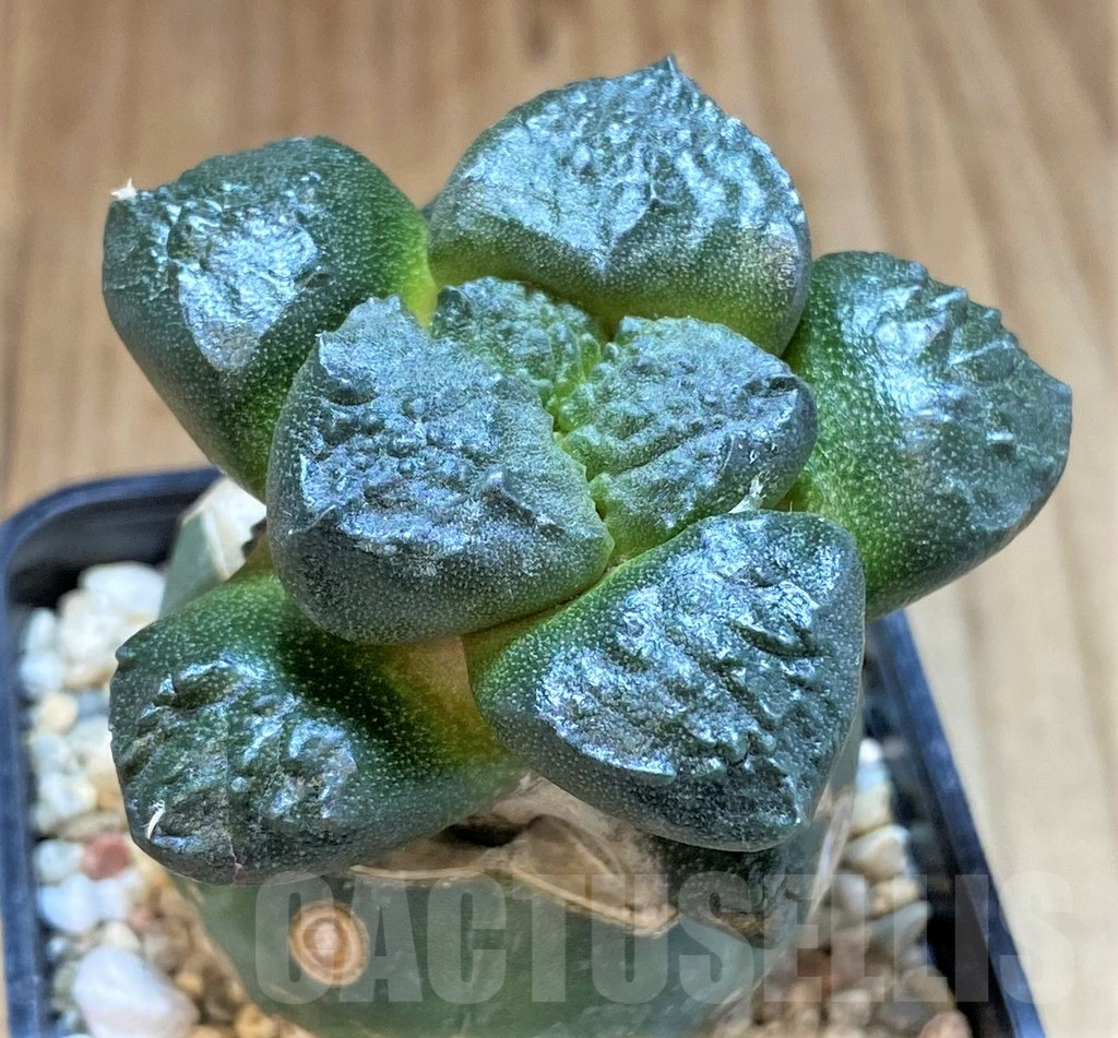 SHPR39139 Ariocarpus lloydii 'Latus' Thai form, grafted