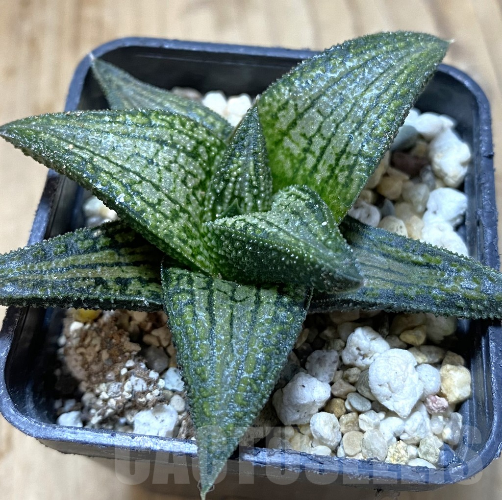 SHPR37984 Haworthia 'Kintaikyo'