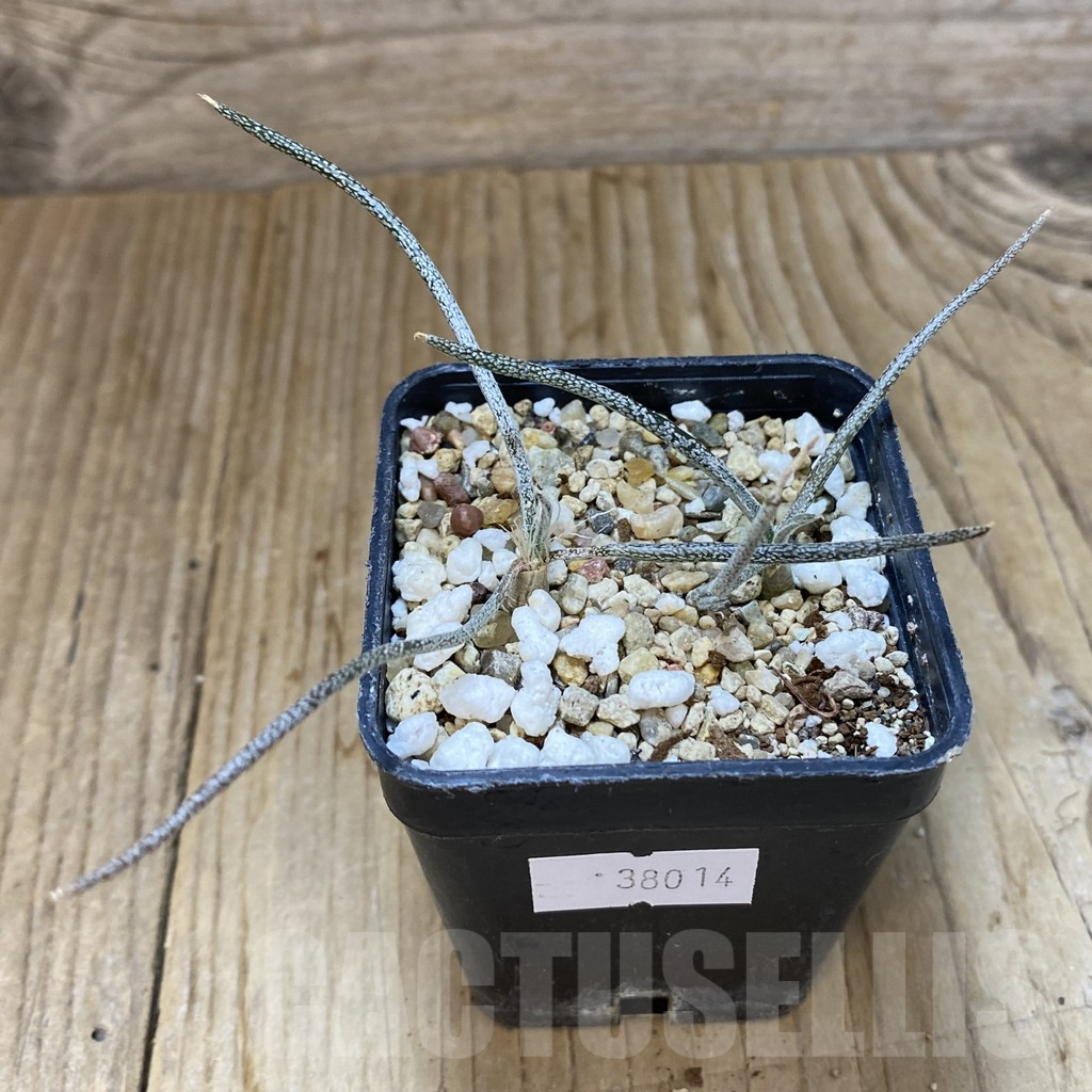 SHPR38014 Astrophytum caput-medusae 2 plants, seedling – Bild 2