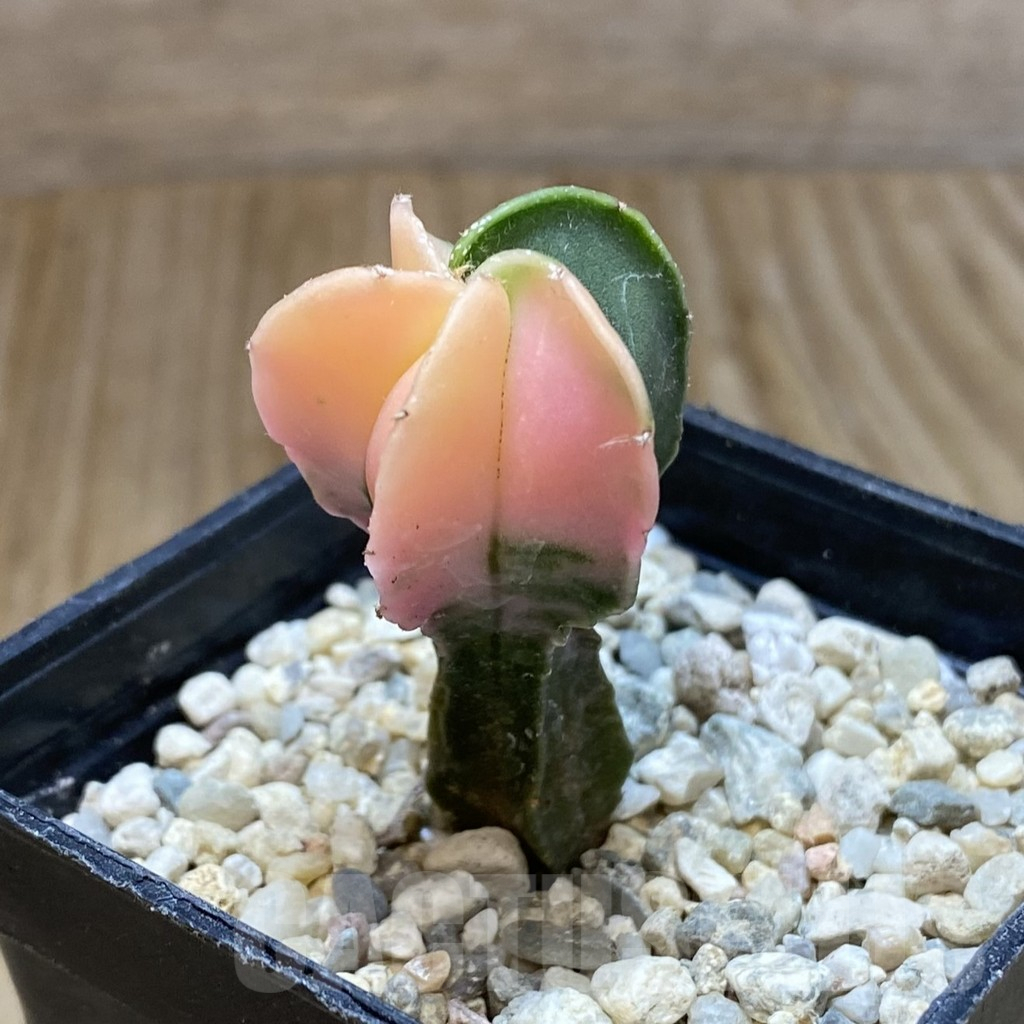 SHPR38016 Astrophytum myriostigma f. variegata - Obrázek 2