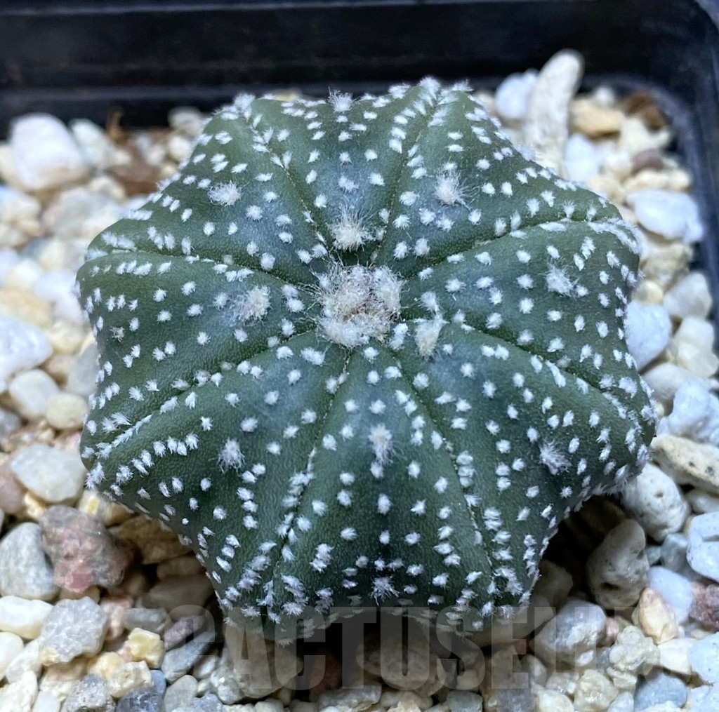 SHPR38019 Astrophytum asterias ‘Star Shape’