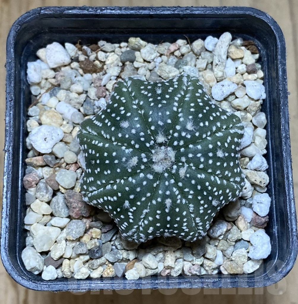 SHPR38019 Astrophytum asterias ‘Star Shape’ – Bild 2